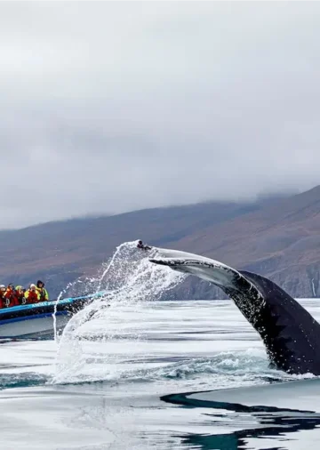 whale-splash.webp
